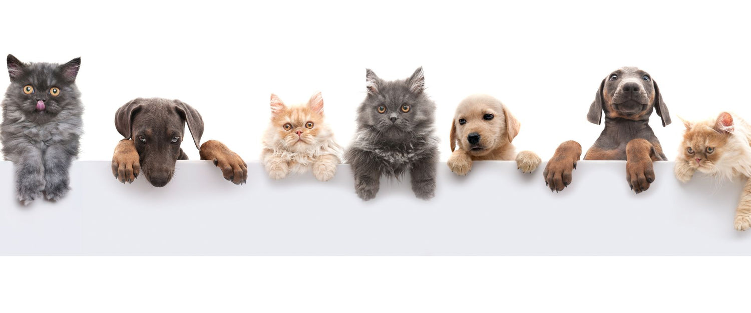 Pets