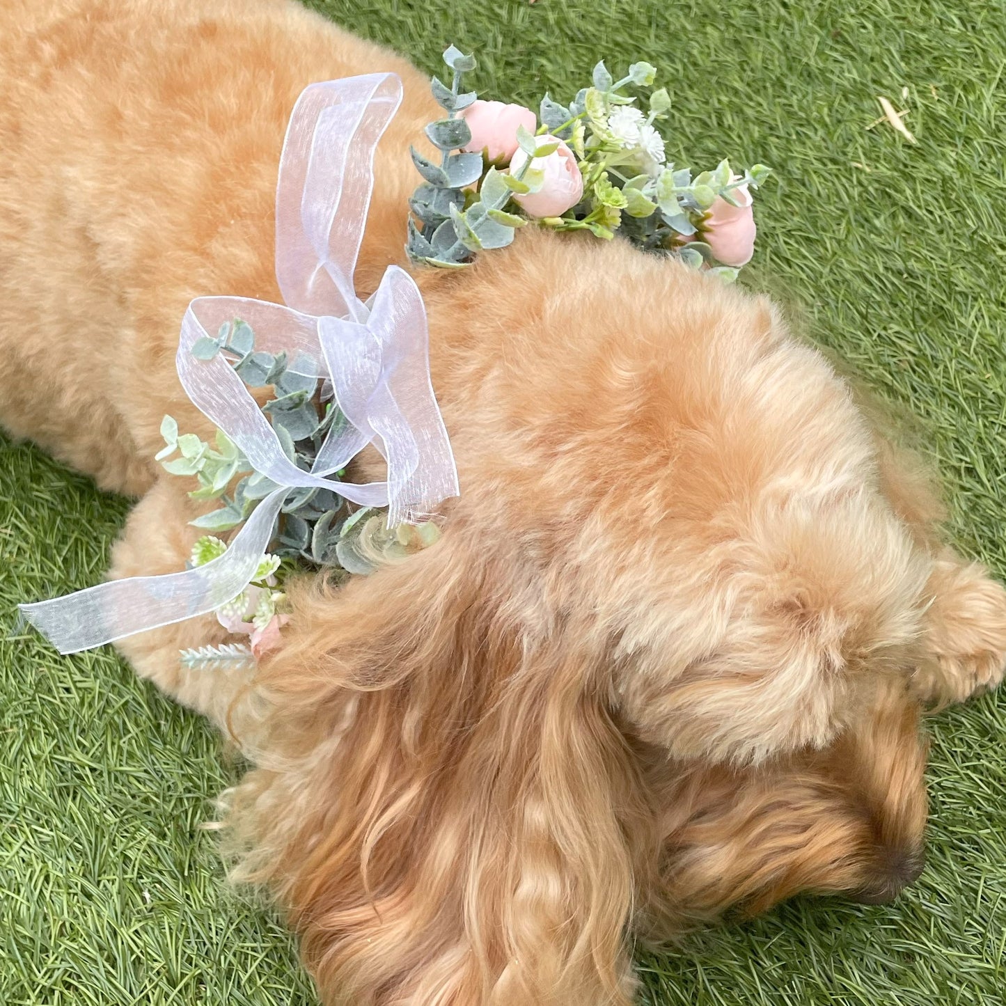 Organza tie on champagne blush camelia bud flower garland