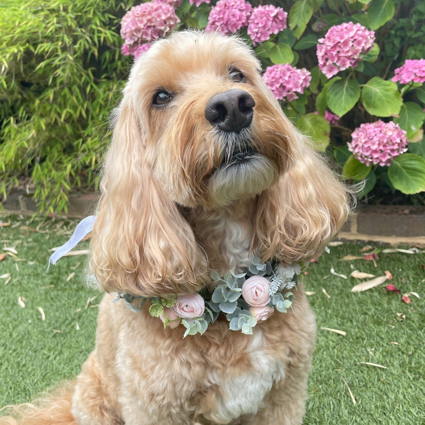 Flower Garland for Dog. Camellia flower buds in a choice of soft subtle colours, combined with eucalyptus, frosted green foliage and tiny buds. Available in four colours sits on top of a regular collar shown in champagne blush
