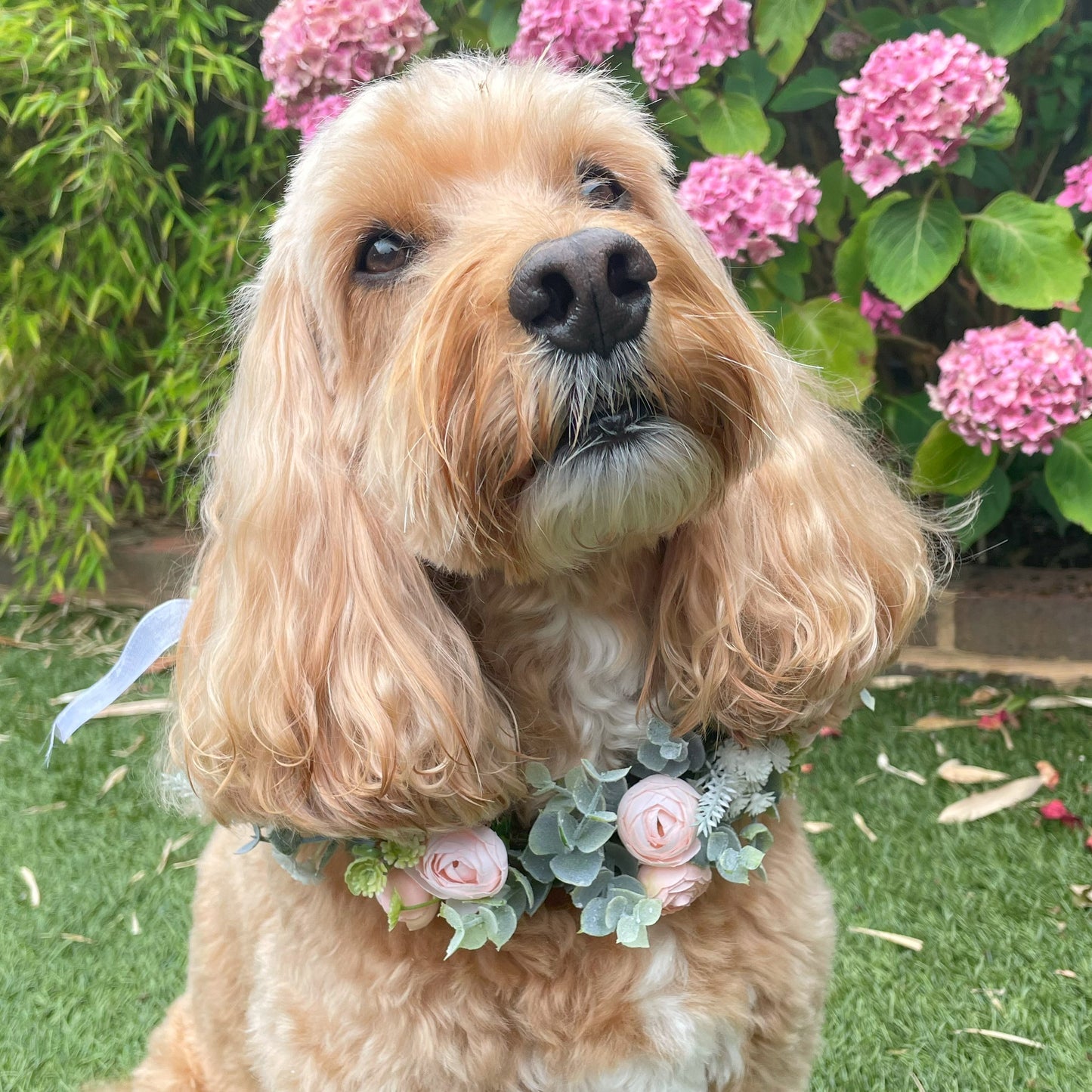 Flower Garland for Dog. Camellia flower buds in a choice of soft subtle colours, combined with eucalyptus, frosted green foliage and tiny buds. Available in four colours sits on top of a regular collar. Shown in Champagne Blush