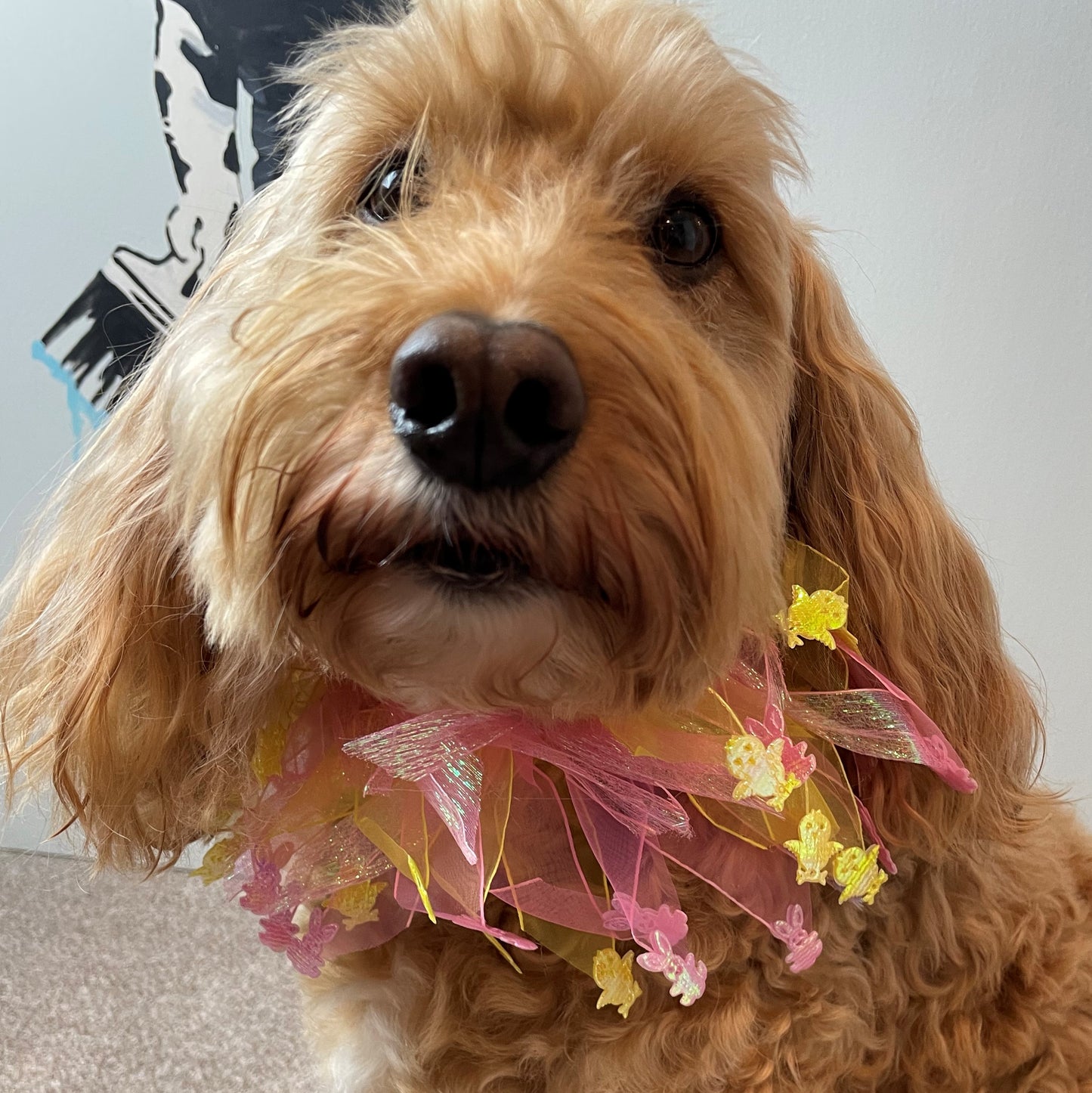 Worn by medium size cockapoo. Fun elastic frill for dogs. Pastel pink and yellow tulle frills with foil pink rabbits and yellow chicks on the end of each tulle frill. One size.