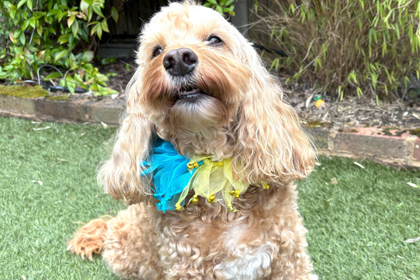 Decorative Rainbow Coloured Tulle Ribbon elasticated Dog Frill. Four coloured different sections with tiny bells on the end of each tulle ribbon.