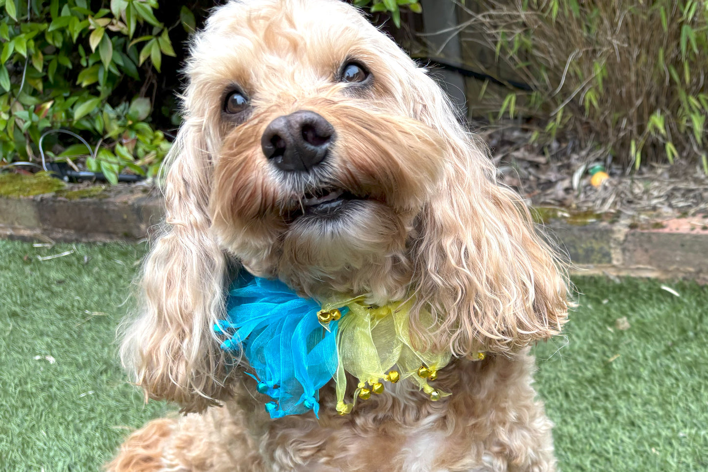 Decorative Rainbow Coloured Tulle Ribbon elasticated Dog Frill. Four coloured different sections with tiny bells on the end of each tulle ribbon.