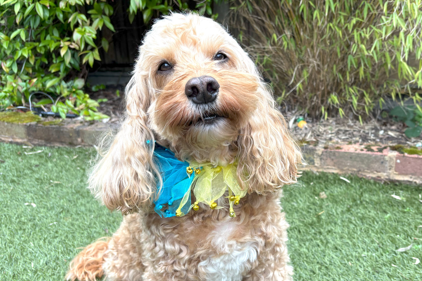 Decorative Rainbow Coloured Tulle Ribbon elasticated Dog Frill. Four coloured different sections with tiny bells on the end of each tulle ribbon.