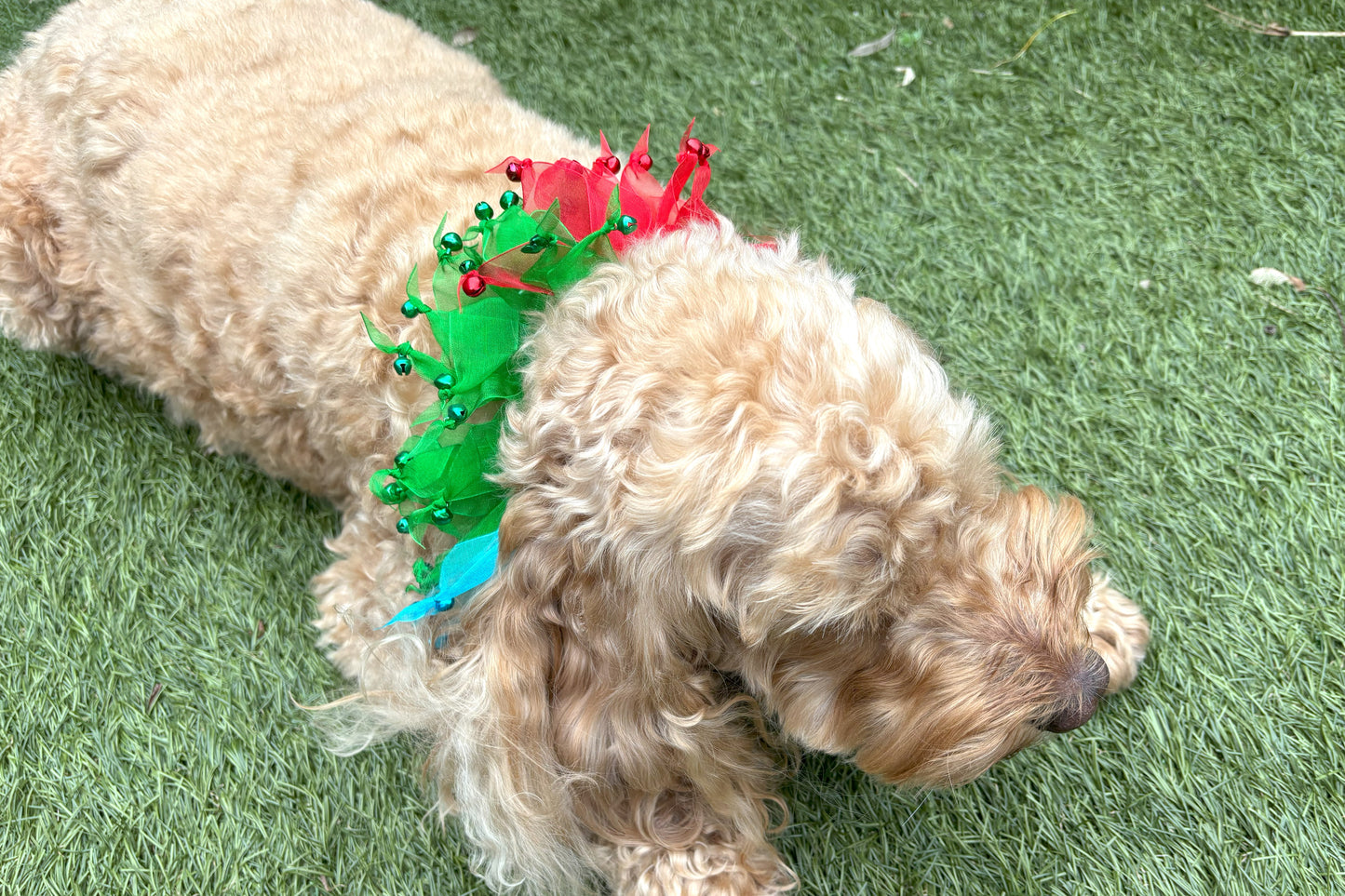 Decorative Rainbow Coloured Tulle Ribbon elasticated Dog Frill. Four coloured different sections with tiny bells on the end of each tulle ribbon.