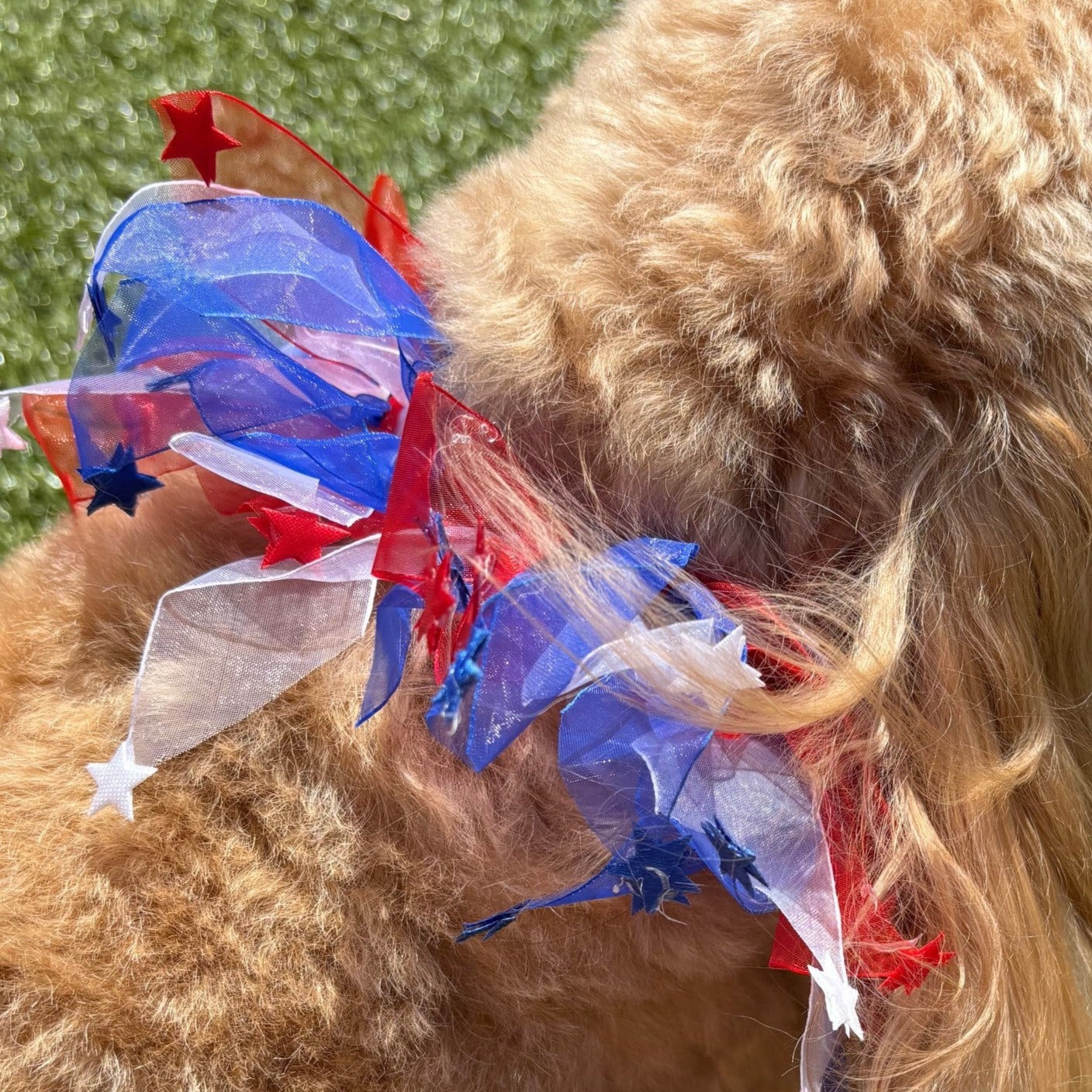 Patriotic Dog Frill in red white and blue with stars