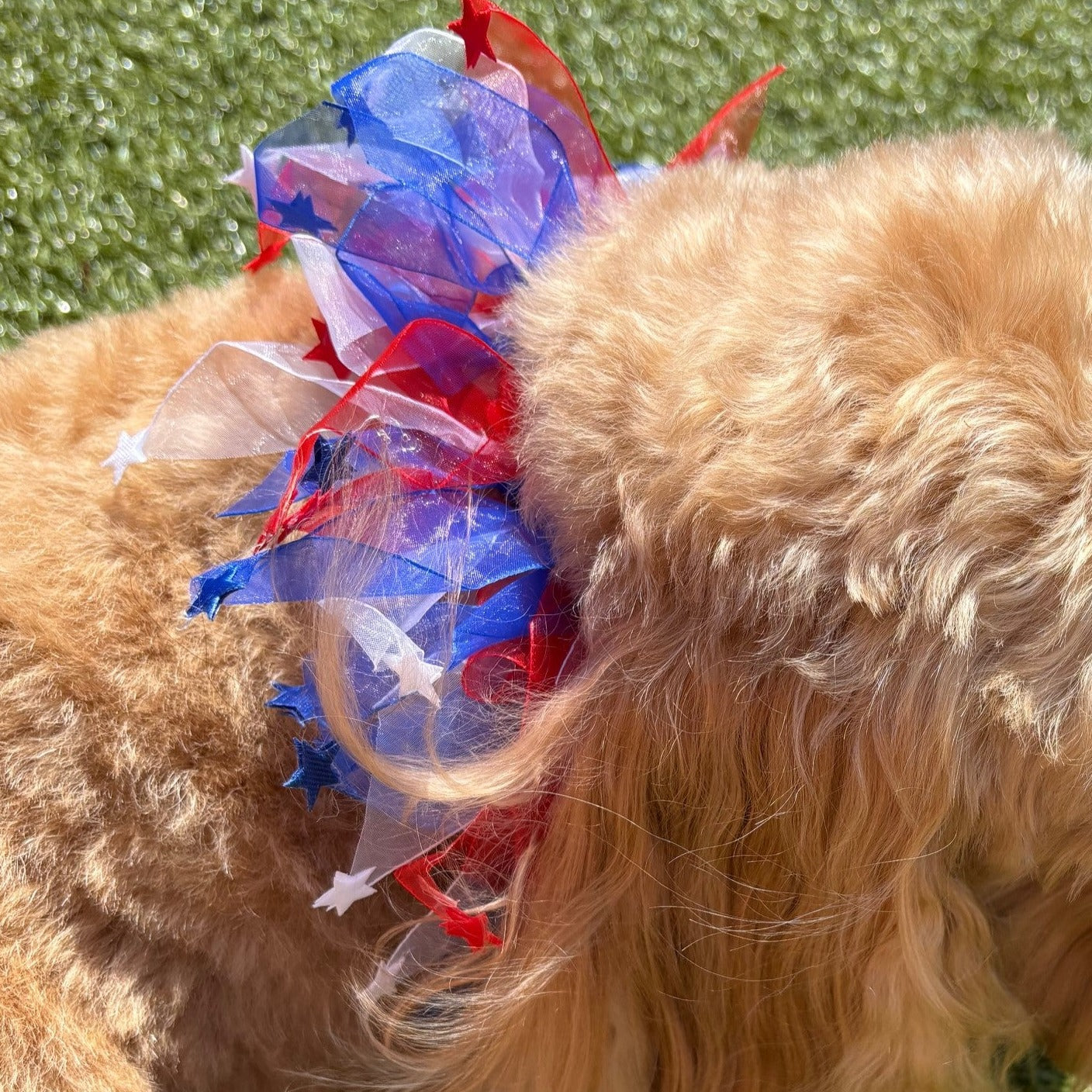 Close up of Patriotic Dog Frill in red white and blue with stars