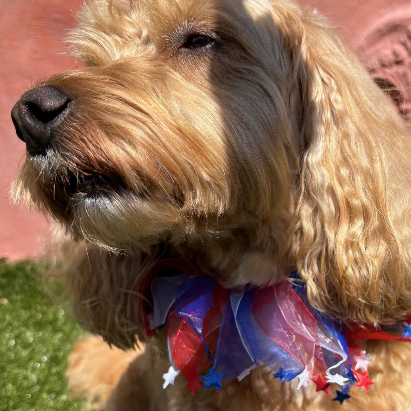 Cockapoo Dog is wearing Patriotic Dog Frill in red white and blue with stars
