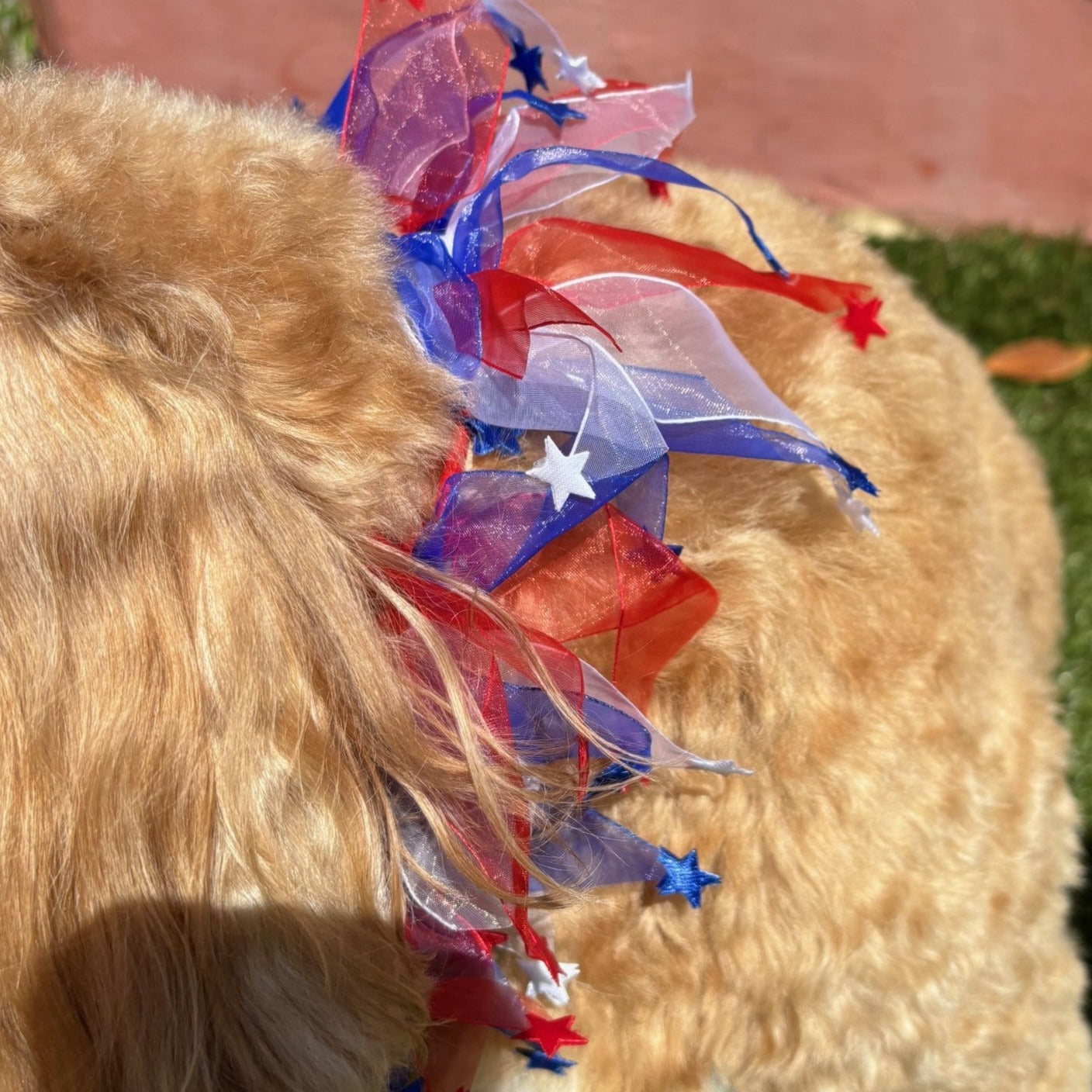 Close up of stars on this Patriotic Dog Frill in red white and blue with stars