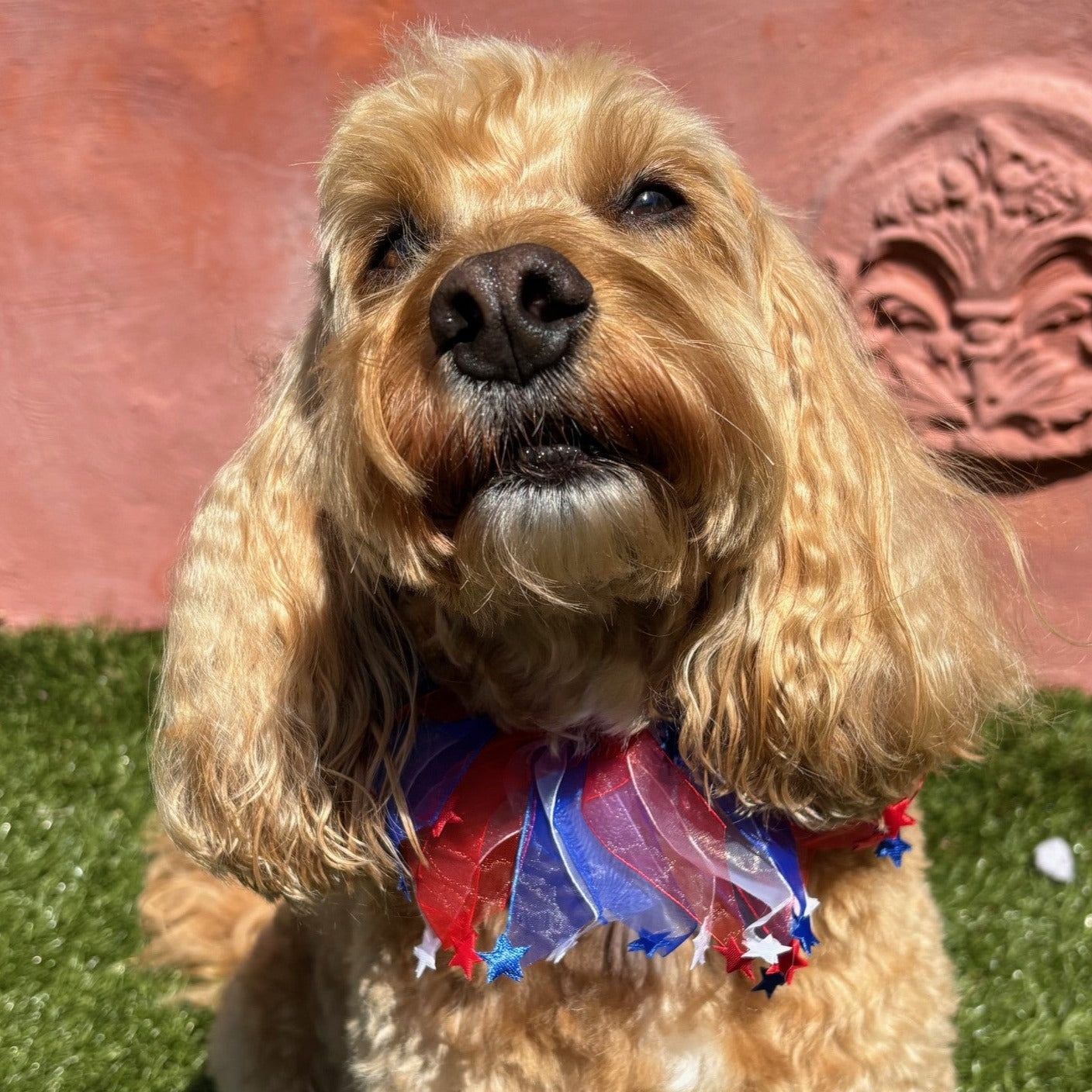 Cockapoo Dog wearing a Patriotic Dog Frill in red white and blue with stars