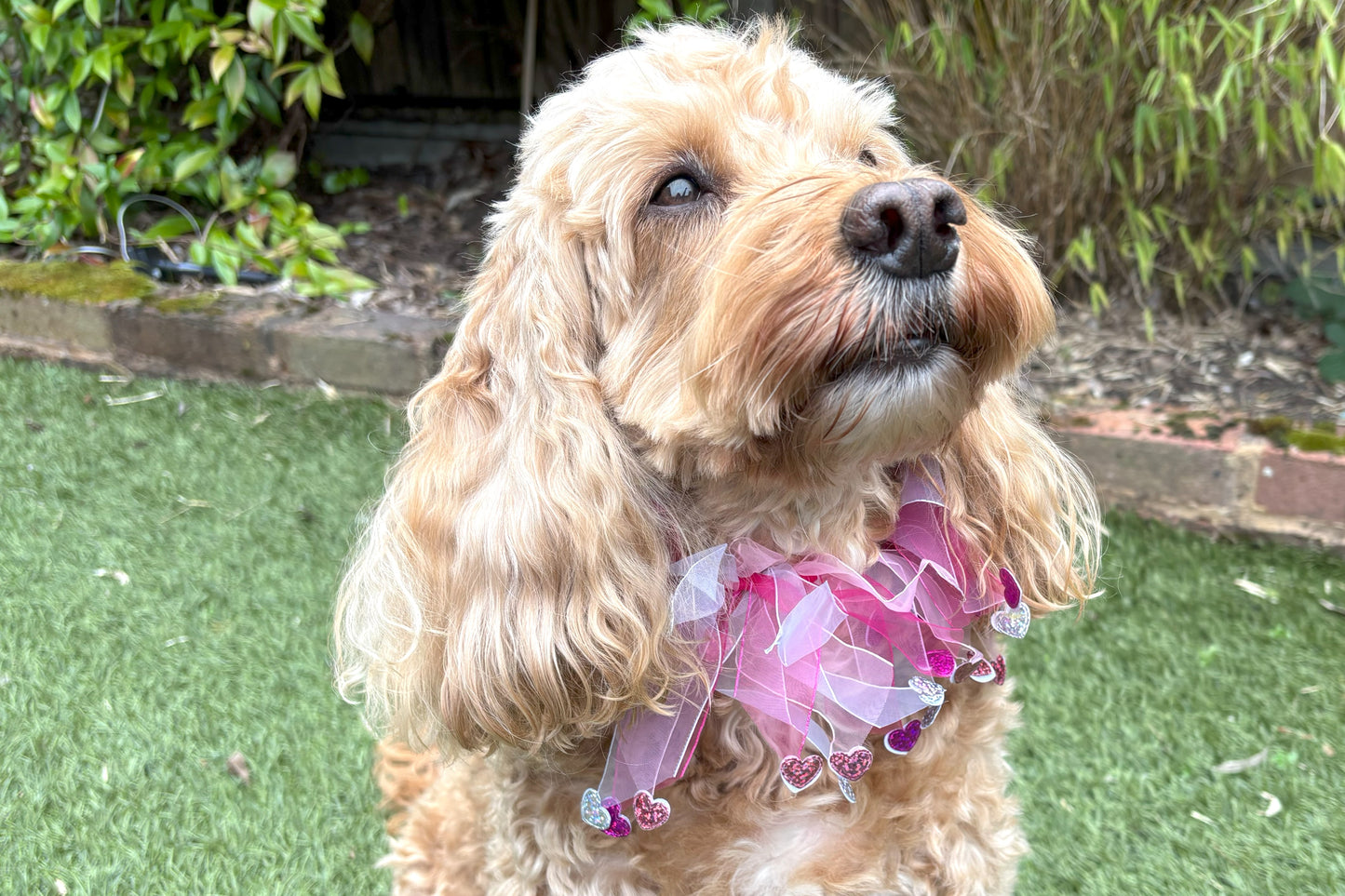 Elasticated love heart frill collar adds a touch of charm to your dog's look. Made from high-quality materials, this playful collar features a stylish love heart design and a decorative frill made of white and pink tulle ribbons. One size shown on Cockapoo model. Worn on its own or easily slipped on top of collar
