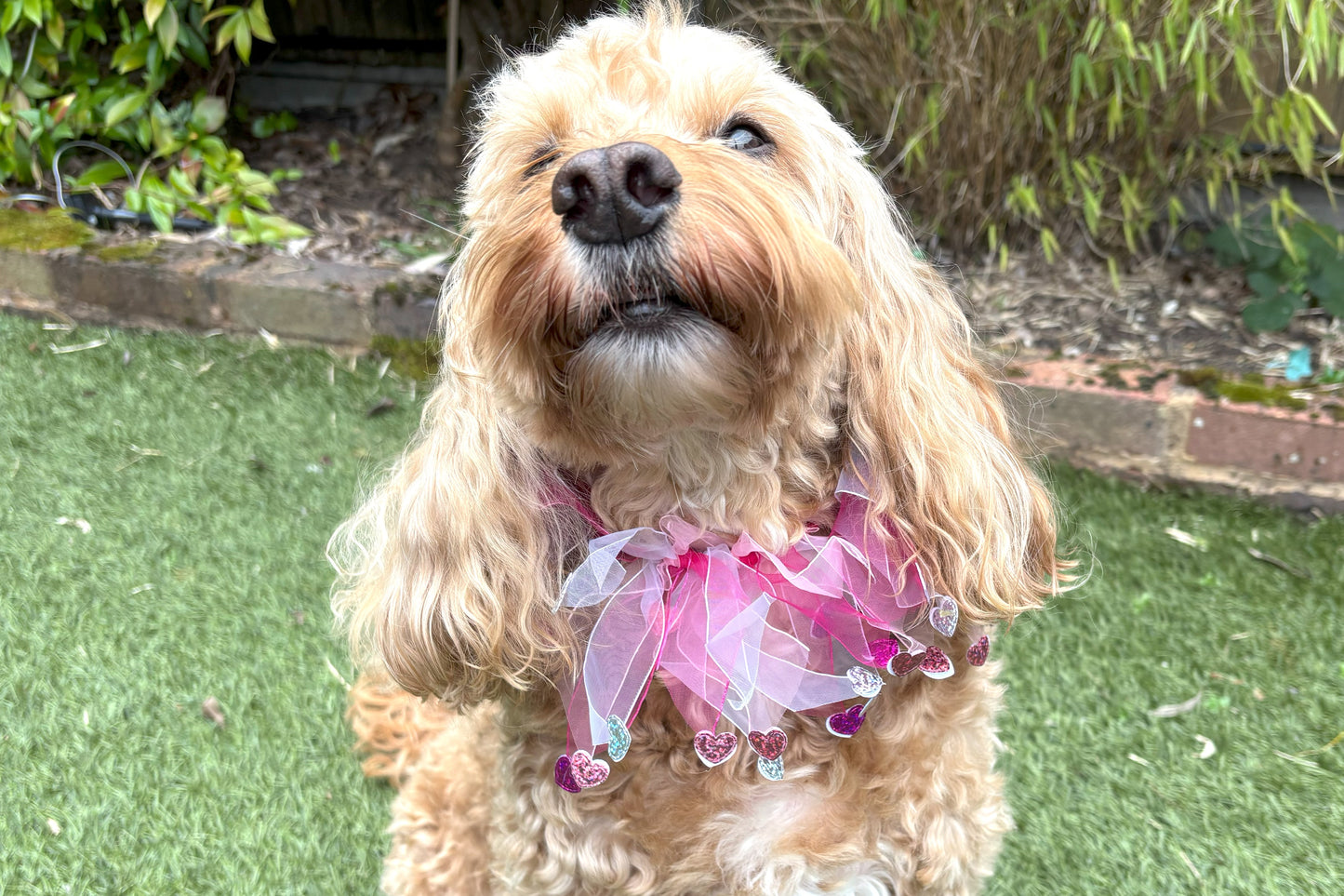 Elasticated love heart frill collar adds a touch of charm to your dog's look. Made from high-quality materials, this playful collar features a stylish love heart design and a decorative frill made of white and pink tulle ribbons. One size shown on Cockapoo model. Worn on its own or easily slipped on top of collar