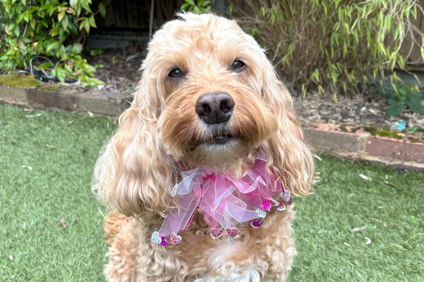 Elasticated love heart frill collar adds a touch of charm to your dog's look. Made from high-quality materials, this playful collar features a stylish love heart design and a decorative frill made of white and pink tulle ribbons. One size shown on Cockapoo model. Worn on its own or easily slipped on top of collar