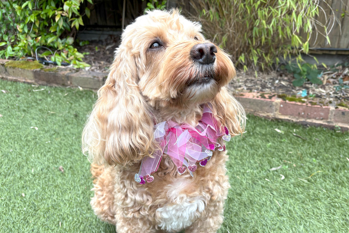 Elasticated love heart frill collar adds a touch of charm to your dog's look. Made from high-quality materials, this playful collar features a stylish love heart design and a decorative frill made of white and pink tulle ribbons. One size shown on Cockapoo model. Worn on its own or easily slipped on top of collar