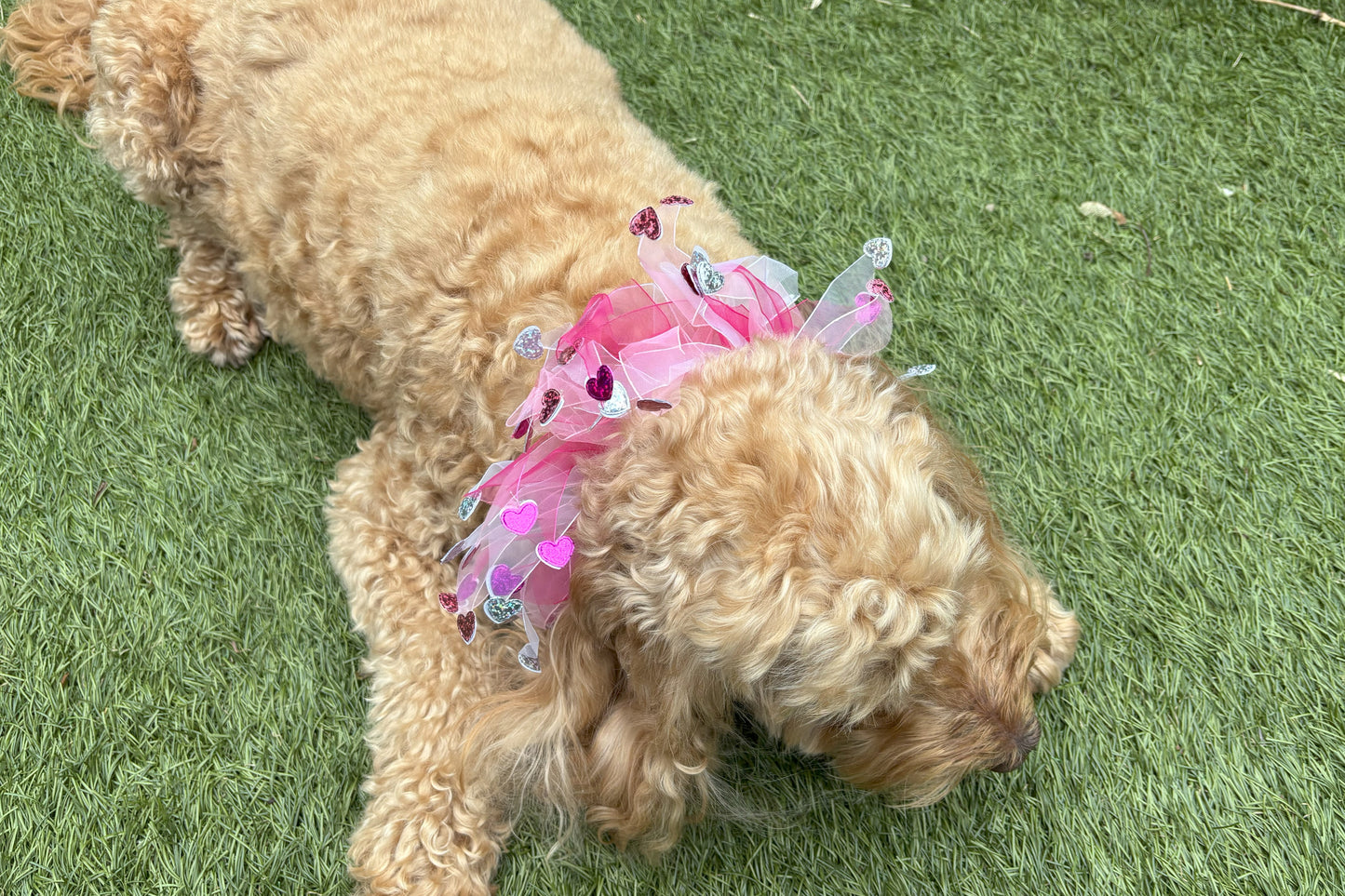 Elasticated love heart frill collar adds a touch of charm to your dog's look. Made from high-quality materials, this playful collar features a stylish love heart design and a decorative frill made of white and pink tulle ribbons. One size shown on Cockapoo model. Worn on its own or easily slipped on top of collar