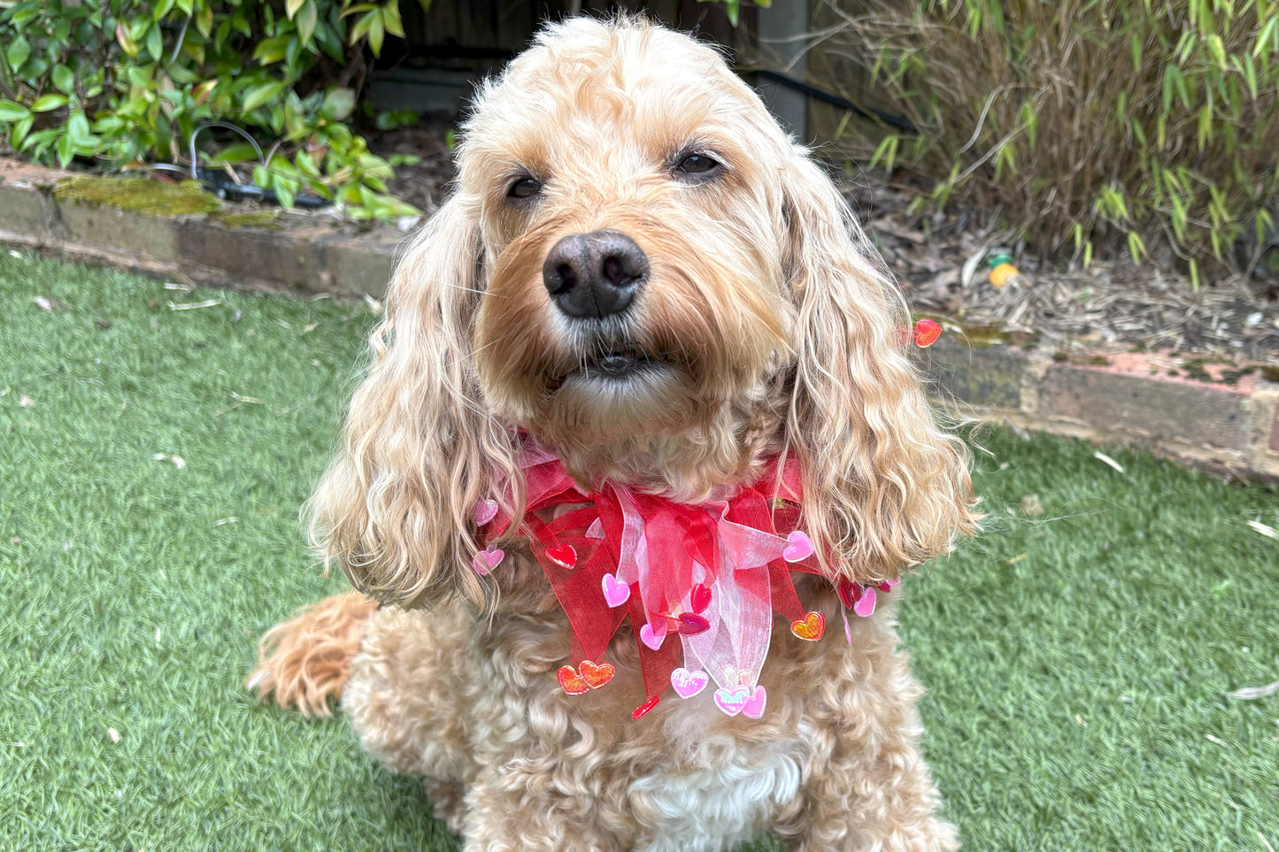 Dog frill in pink and red tulle. Red and pink love hearts on the tips of each frill. One size worn by Hugo the Cockapoo