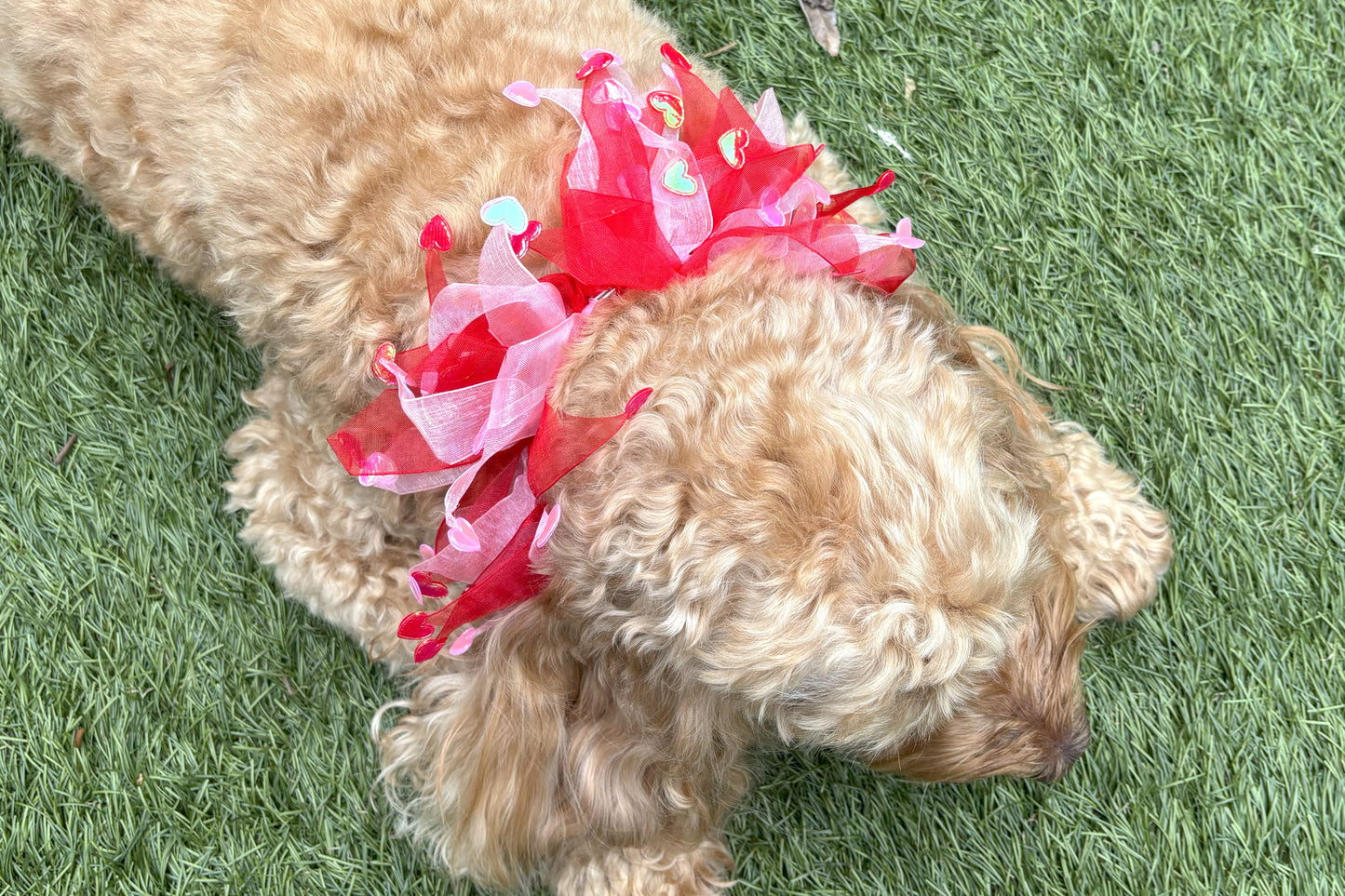 Dog frill in pink and red tulle. Red and pink love hearts on the tips of each frill. One size worn by Hugo the Cockapoo