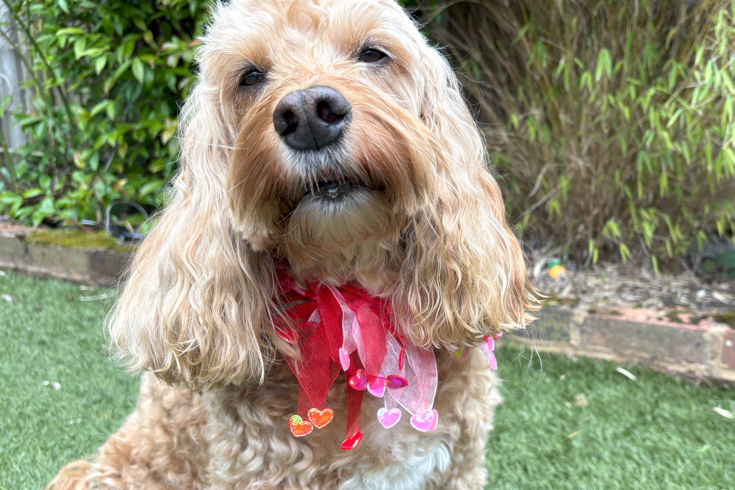 Dog frill in pink and red tulle. Red and pink love hearts on the tips of each frill. One size worn by Hugo the Cockapoo