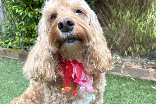 Dog frill in pink and red tulle. Red and pink love hearts on the tips of each frill. One size worn by Hugo the Cockapoo