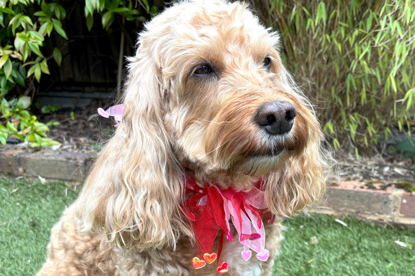 Dog frill in pink and red tulle. Red and pink love hearts on the tips of each frill. One size worn by Hugo the Cockapoo