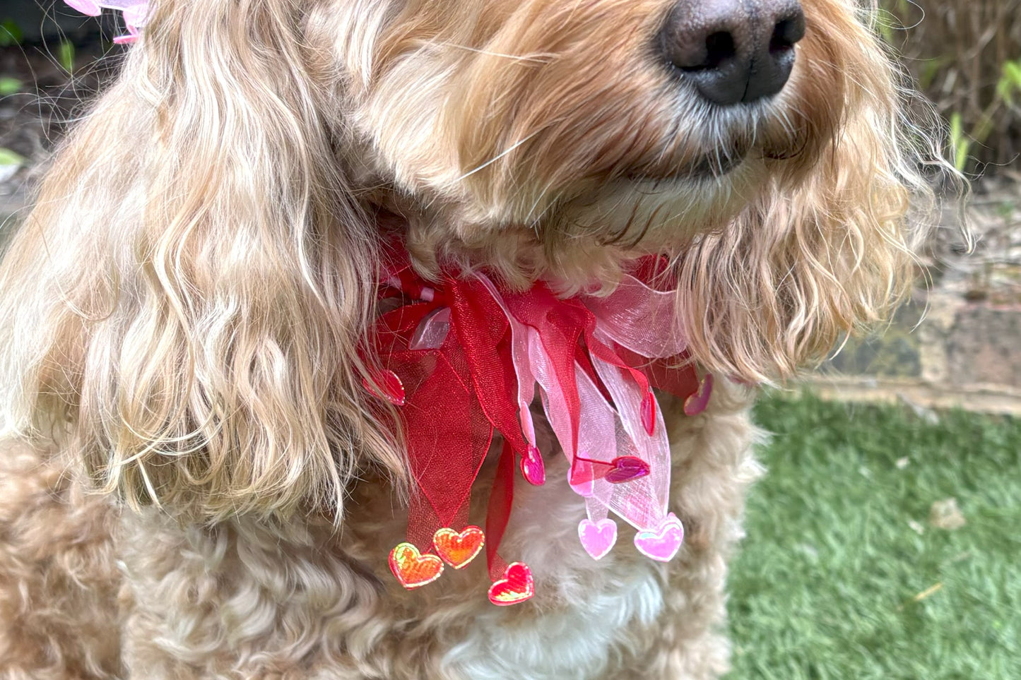 Dog frill in pink and red tulle. Red and pink love hearts on the tips of each frill. One size worn by Hugo the Cockapoo