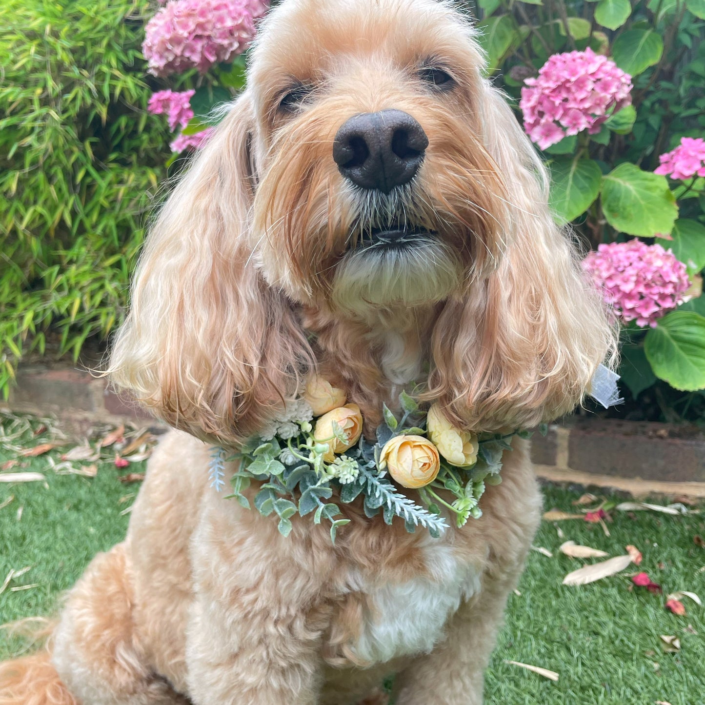 Flower Garland for Dog. Camellia flower buds in a choice of soft subtle colours, combined with eucalyptus, frosted green foliage and tiny buds. Available in four colours sits on top of a regular collar shown in golden yellow