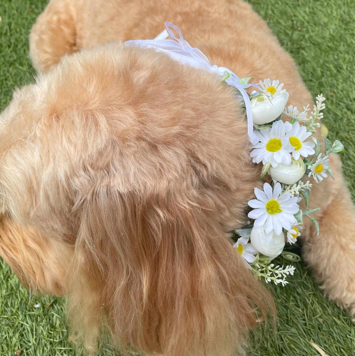 Daisy Flower Garland Collar for Dogs. Crafted with daisies and greenery. Garland sits alone or on top of a collar. Fully adjustable with ribbon ties. One size. Close up of flowers