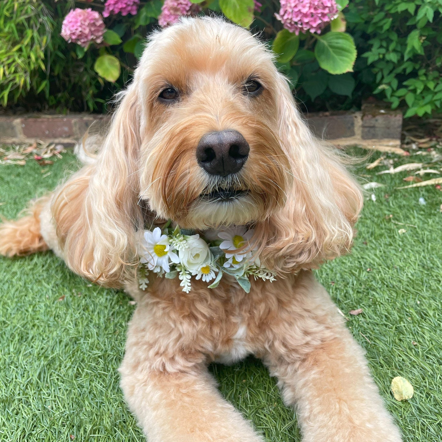 Daisy Flower Garland Collar for Dogs. Crafted with daisies and greenery. Garland sits alone or on top of a collar. Fully adjustable with ribbon ties. One size.
