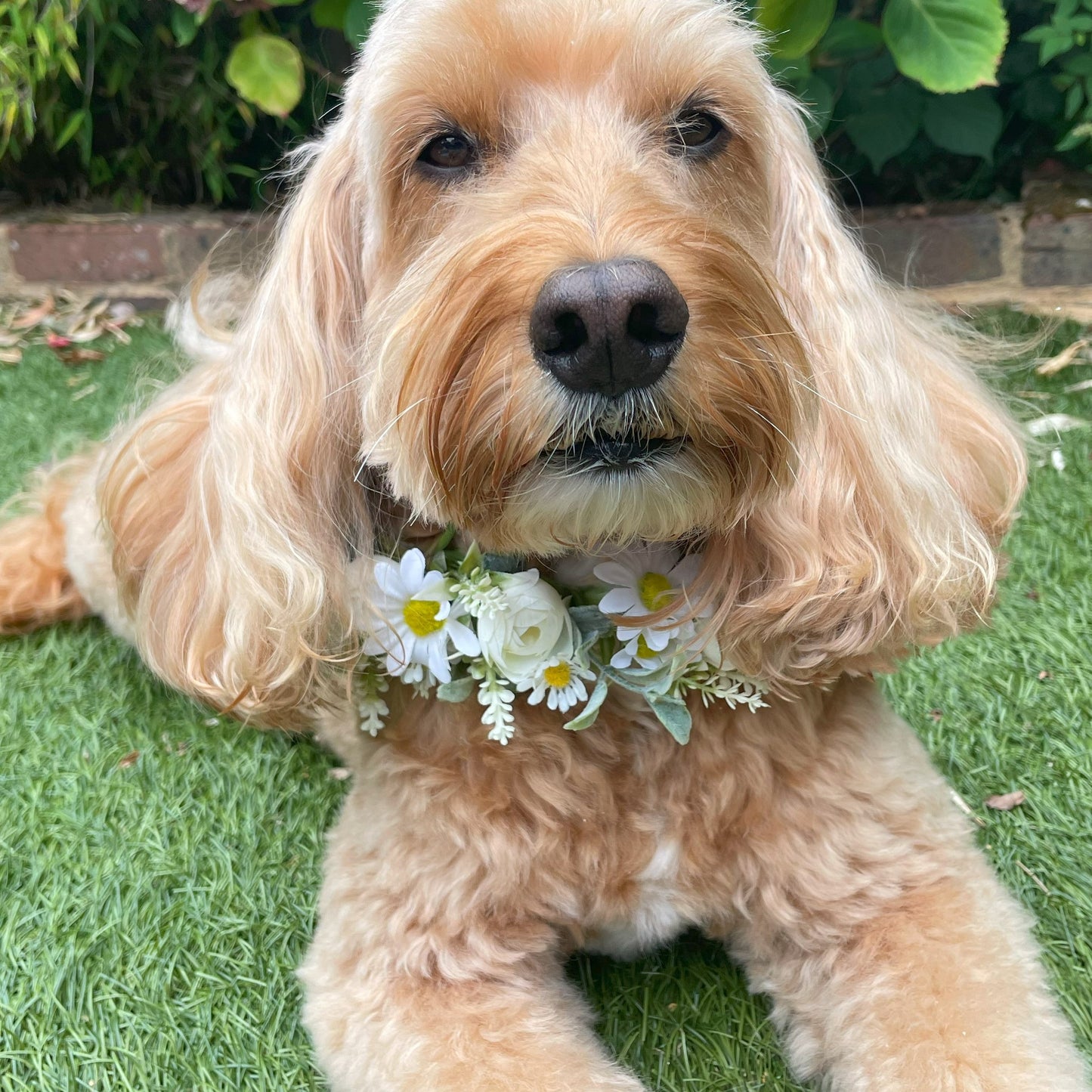 Daisy Flower Garland Collar for Dogs. Crafted with daisies and greenery. Garland sits alone or on top of a collar. Fully adjustable with ribbon ties. One size.