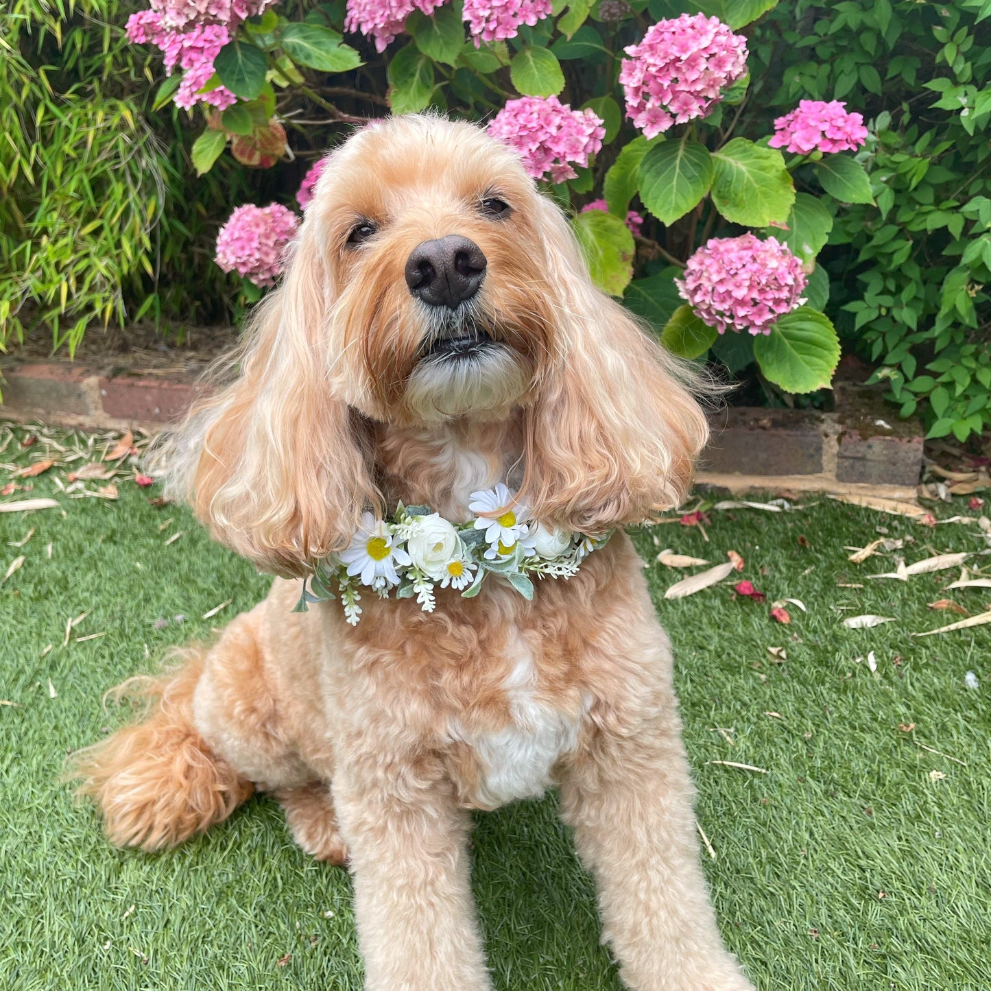 Daisy Flower Garland Collar for Dogs. Crafted with daisies and greenery. Garland sits alone or on top of a collar. Fully adjustable with ribbon ties. One size.