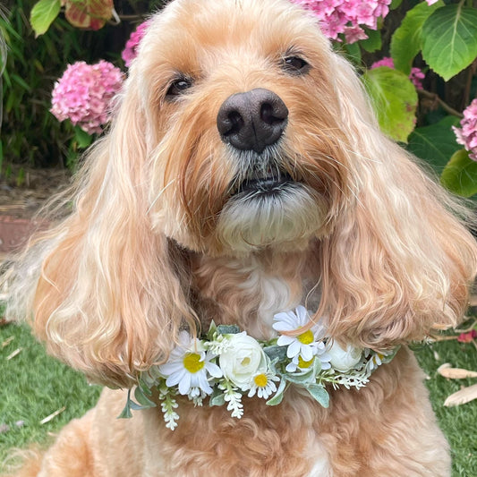 Daisy Flower Garland Collar for Dogs. Crafted with daisies and greenery. Garland sits alone or on top of a collar. Fully adjustable with ribbon ties. One size.
