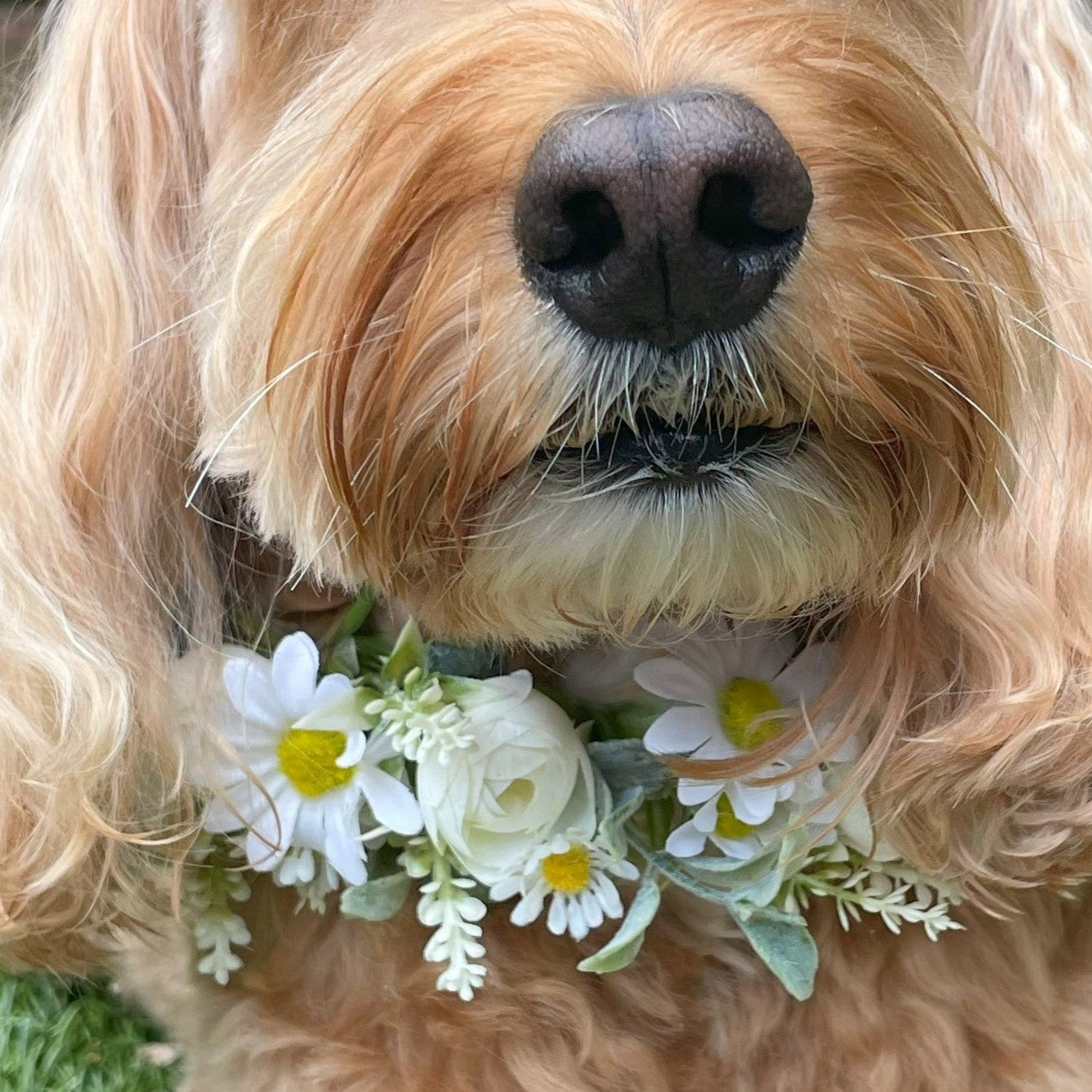 Daisy Flower Garland Collar for Dogs. Crafted with daisies and greenery. Garland sits alone or on top of a collar. Fully adjustable with ribbon ties. One size.