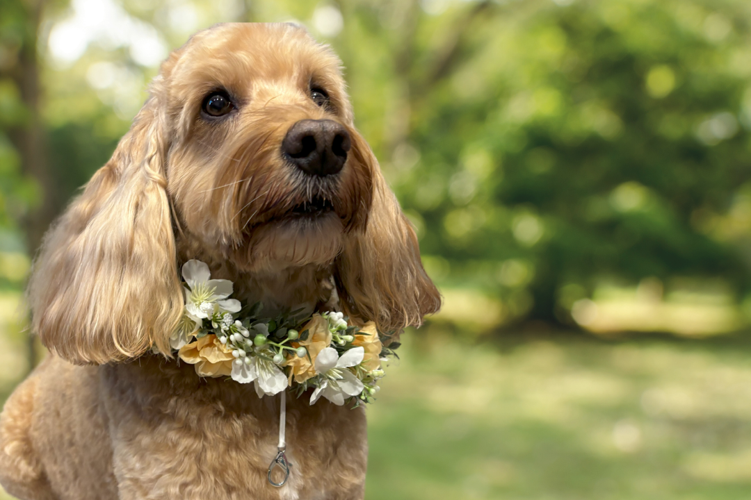 Full Flower Garland Dog Collar. Silk flower dog collar has a blend of buds and blossoms and a hint of woodland greenery, finished with ivory satin ribbon and attached to a white leather collar. Optional Ring Bearer Clasp