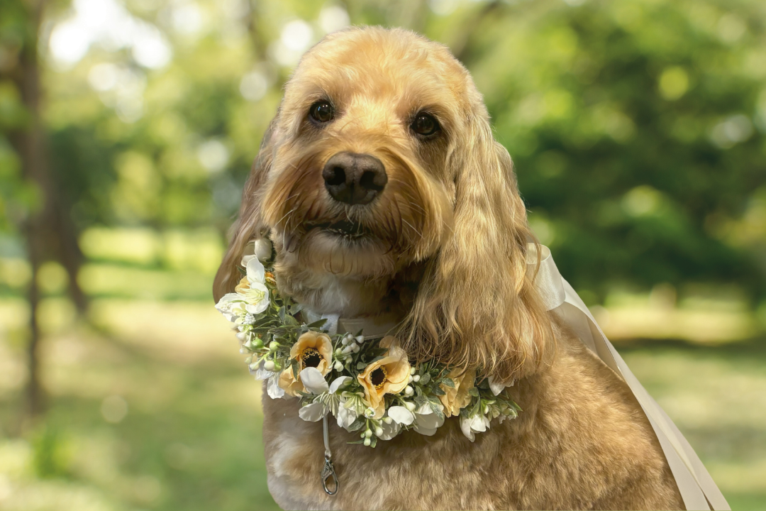 Full Flower Garland Dog Collar. Silk flower dog collar has a blend of buds and blossoms and a hint of woodland greenery, finished with ivory satin ribbon and attached to a white leather collar. Optional Ring Bearer Clasp