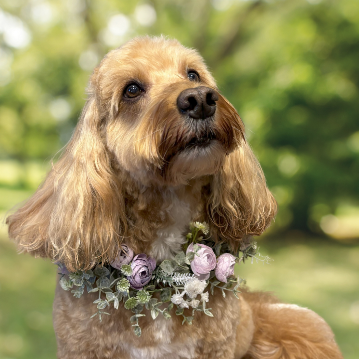Camelia Garland Dog Collar