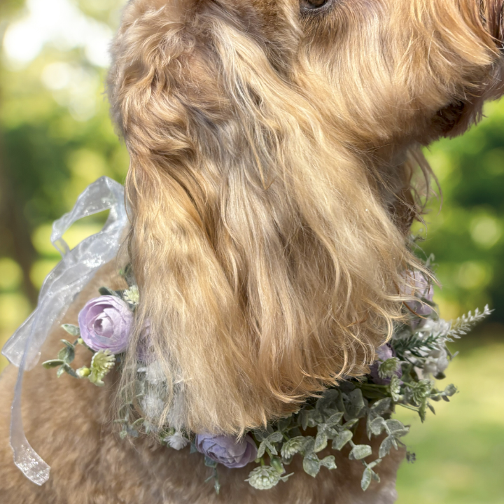 Camelia Garland Dog Collar