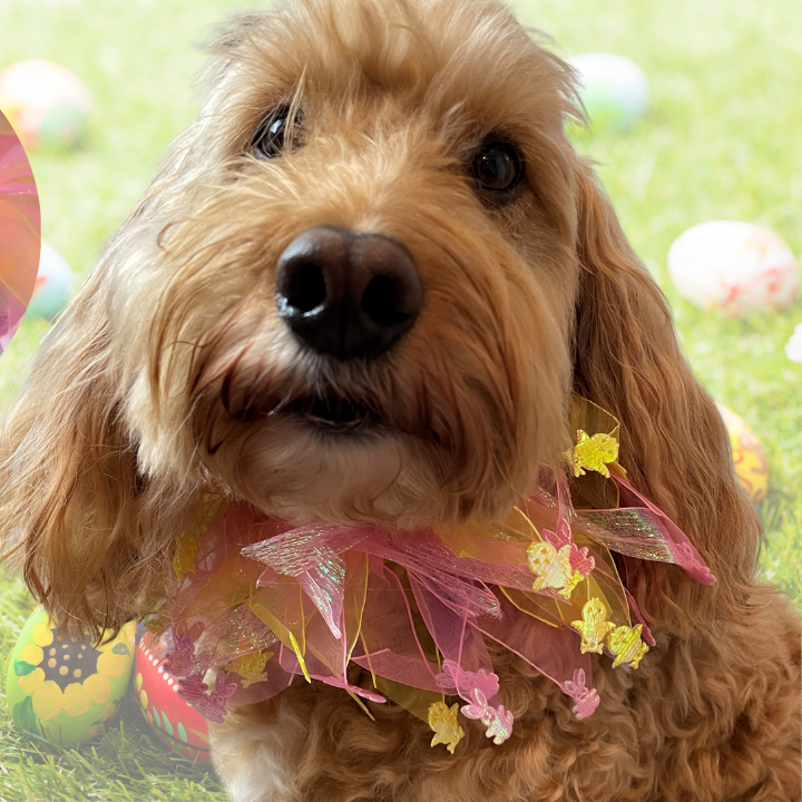 Worn by medium size cockapoo. Fun elastic frill for dogs. Pastel pink and yellow tulle frills with foil pink rabbits and yellow chicks on the end of each tulle frill. One size.