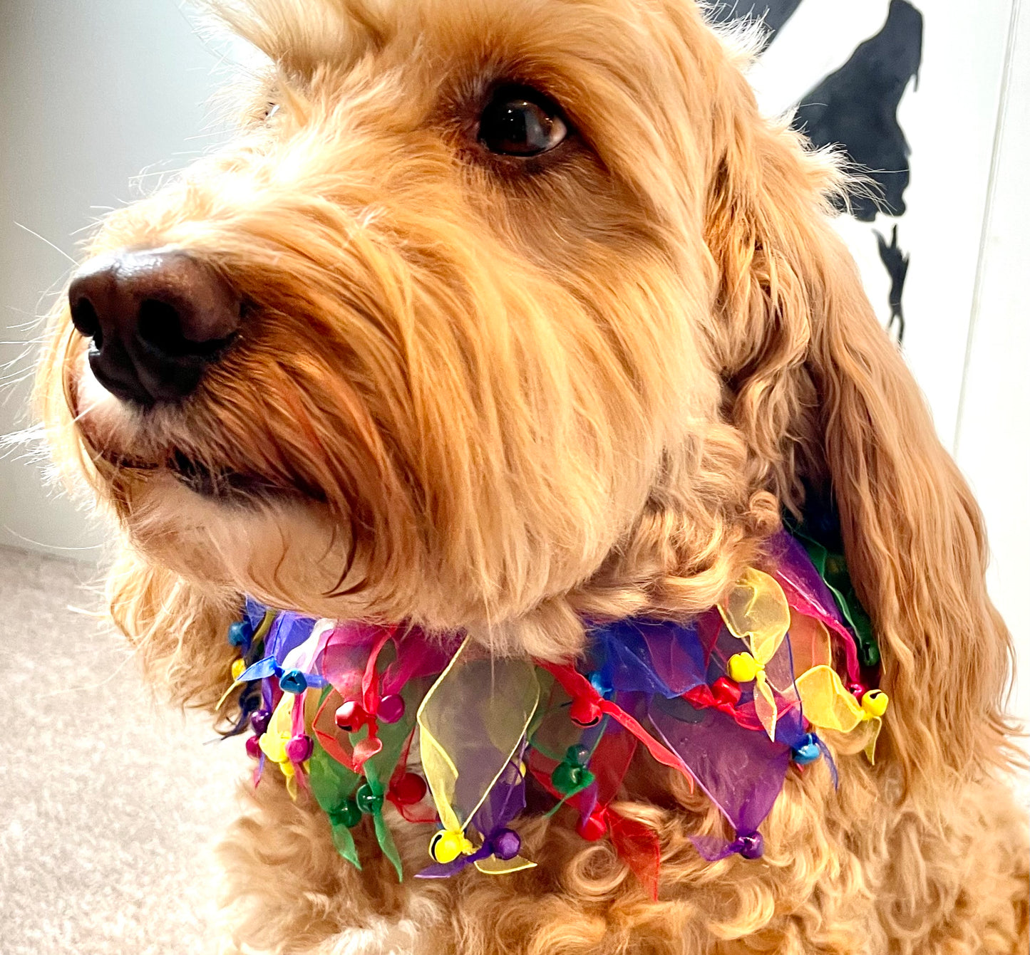 Carnival colour dog frill collar shown with bells