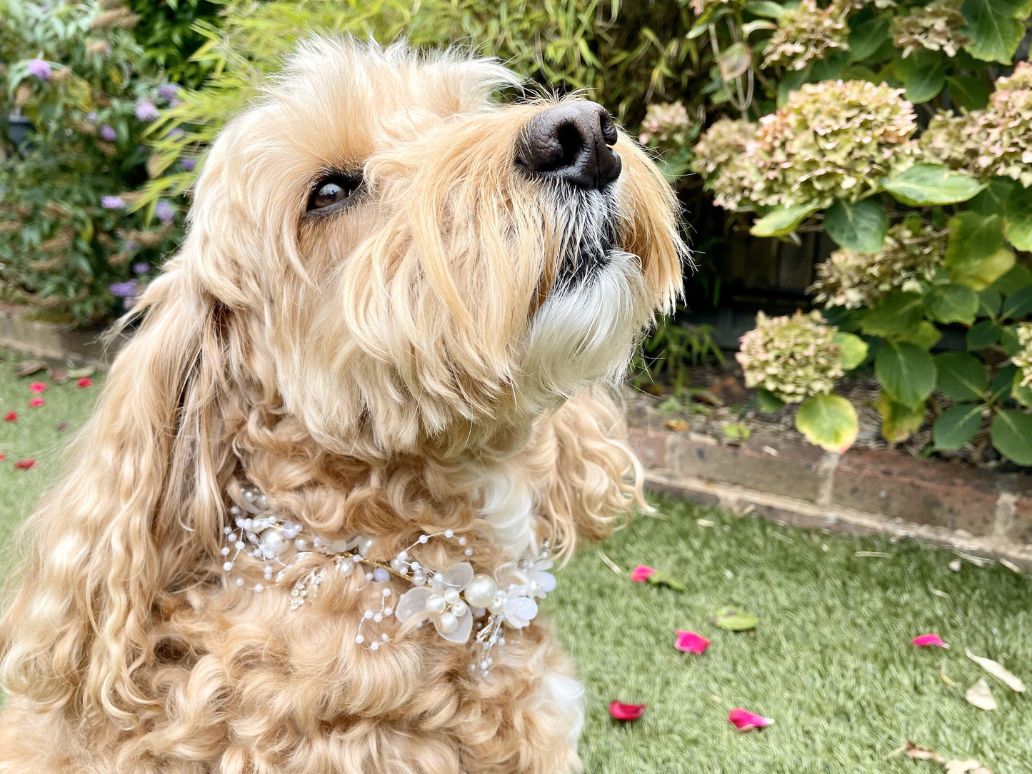 NEW! Pearl and Rhinestone Beaded Collar for Dogs at weddings and proposals