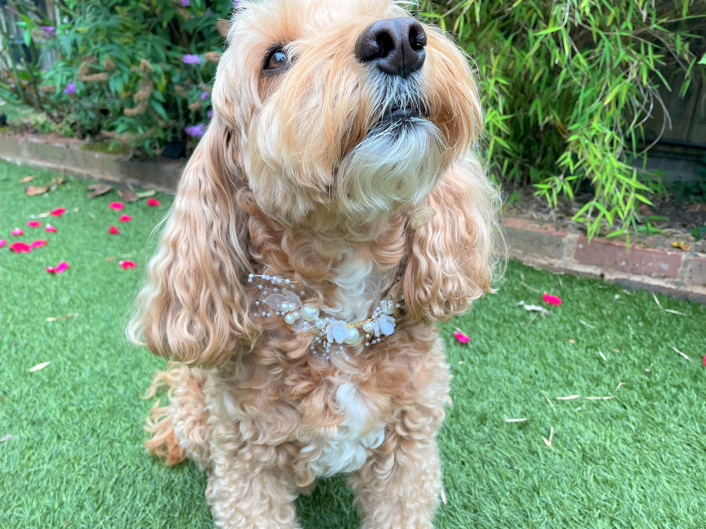 NEW! Pearl and Rhinestone Beaded Collar for Dogs at weddings and proposals