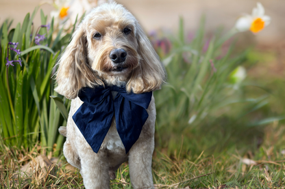 Dog wearing a navy blue bow tie standing in a field with flowers