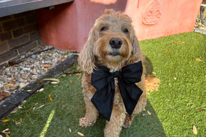 A cockapoo dog with a black bow tie. Wearing a 100% silk dupioin hand-tied Sailor Bow in black silk. Available with optional ring-bearer clasp. Bow sits on a black leather collar. Bow can be removed from collar after use.
