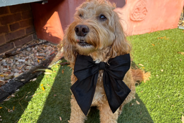 A cockapoo dog with a black bow tie. Wearing a 100% silk dupioin hand-tied Sailor Bow in black silk. Available with optional ring-bearer clasp. Bow sits on a black leather collar. Bow can be removed from collar after use.