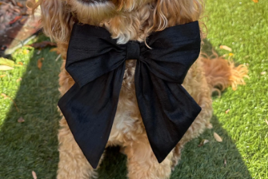 A cockapoo dog with a black bow tie. Wearing a 100% silk dupioin hand-tied Sailor Bow in black silk. Available with optional ring-bearer clasp. Bow sits on a black leather collar. Bow can be removed from collar after use.