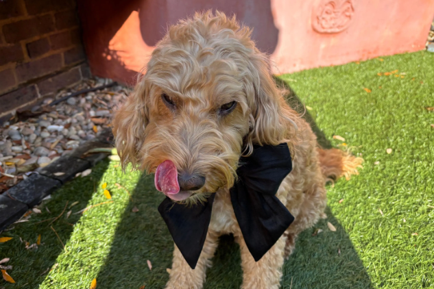 A cockapoo dog with a black bow tie. Wearing a 100% silk dupioin hand-tied Sailor Bow in black silk. Available with optional ring-bearer clasp. Bow sits on a black leather collar. Bow can be removed from collar after use.