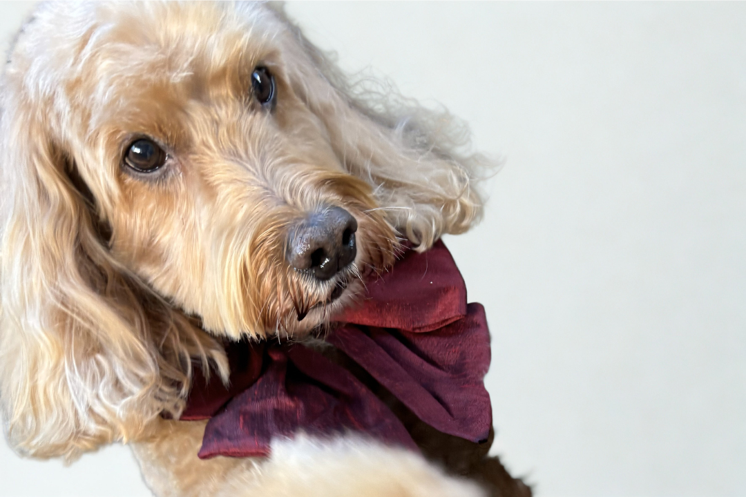 Dog wears 100% silk dupion burgundy red  sailor bow on leather collar with optional ring bearer clasp