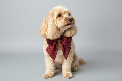 Dog wears 100% silk dupion burgundy red  sailor bow on leather collar with optional ring bearer clasp