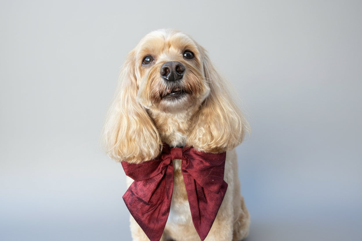 Dog wears 100% silk dupion burgundy red  sailor bow on leather collar with optional ring bearer clasp