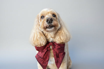 Dog wears 100% silk dupion burgundy red  sailor bow on leather collar with optional ring bearer clasp