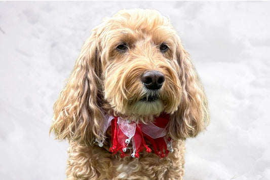 Candy Cane Christmas Dog Frill